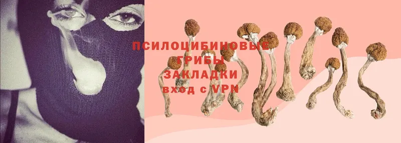 блэк спрут ONION  Петушки  Галлюциногенные грибы Psilocybe  закладка 